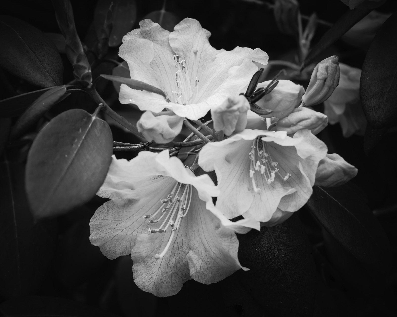 A close-up black and white photograph of a rhododendron flower in bloom at the Fort Columbia State Park, Washington.