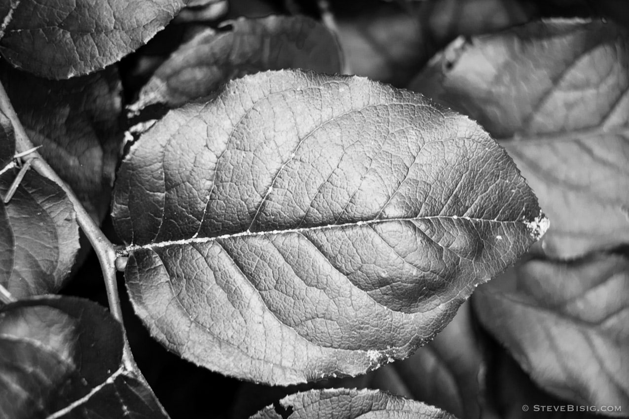 A black and white photograph of a Salal leaf (Gaultheria shallon) on a cloudy Spring morning on Whidbey Island, Washington. 