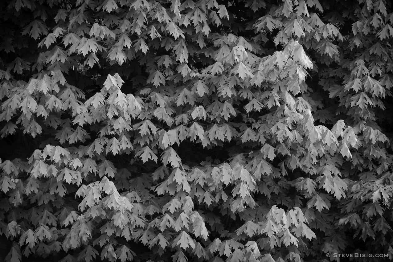 A black and white photograph of a stand of small maple trees during Spring in Tacoma, Washington. 