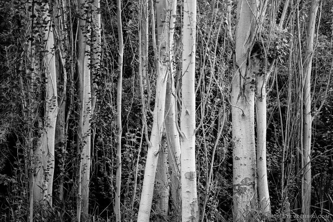 A black and white fine art photograph of a small grove of trees near the shores of Banks Lake, Washington.