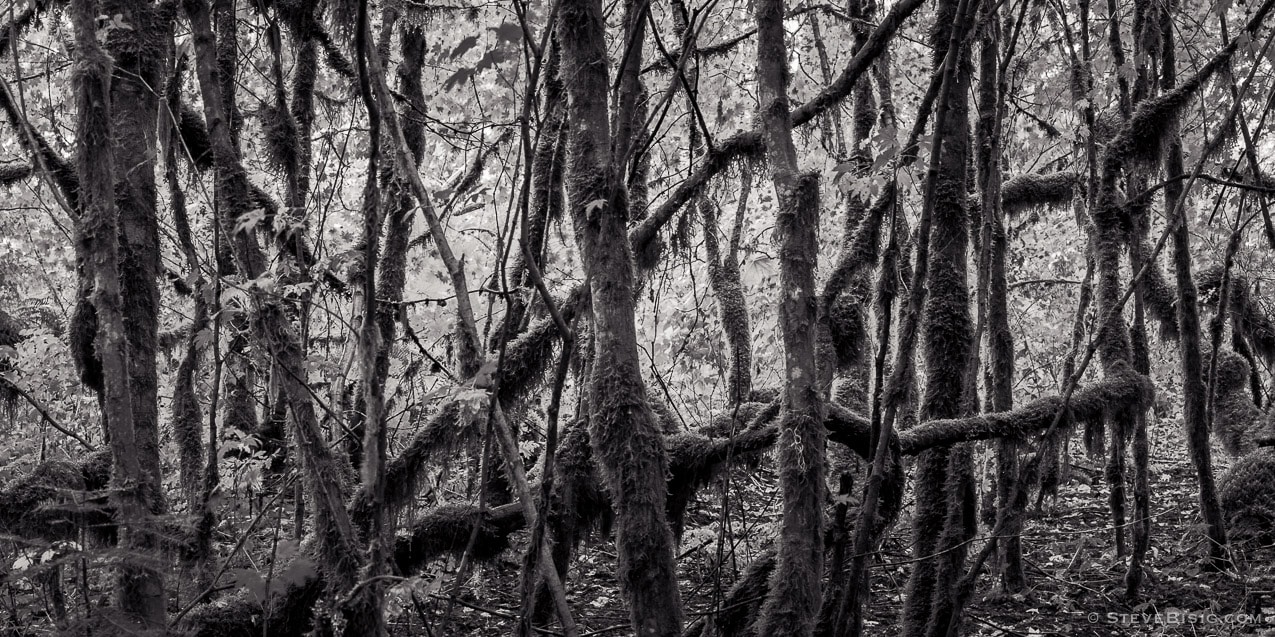 A black and white fine art nature photograph of a small grove of moss covered vine maple trees during Autumn in the Federation Forest State Park, in King County, near Greenwater, Washington.