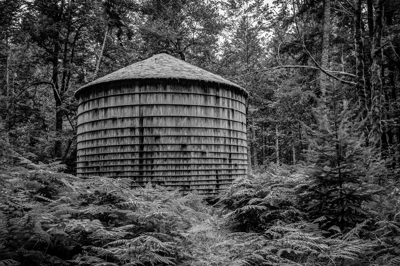 A black and white photograph of a moss-covered, wooden water tank in the forest in the Gifford Pinchot National Forest in Washington state.